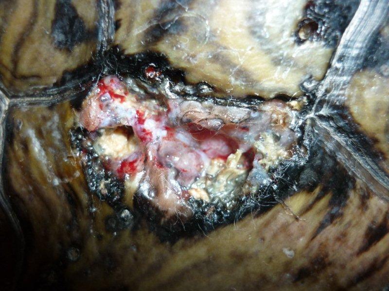 2011 turtles ID Bad ulcer Photos 4 newspaper 159.jpg
